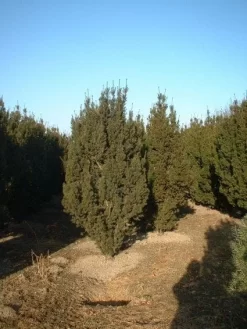 Taxus (Taxus Media 'Hicksii') -Tuinplanten Winkel 20071130100003 12