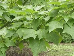 Slangenbast Esdoorn Als Boom (Acer Capillipes) -Tuinplanten Winkel 20071210101445 3