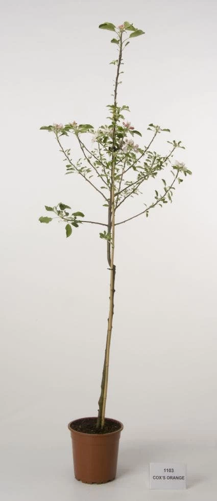 Appelboom (Malus Domestica 'Cox's Orange') 3 Appelboom (Malus Domestica 'Cox's Orange') - Afbeelding 3