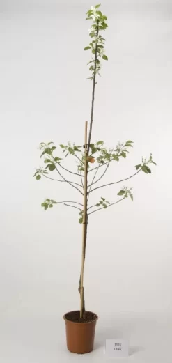 Appelboom (Malus Domestica 'Lena')