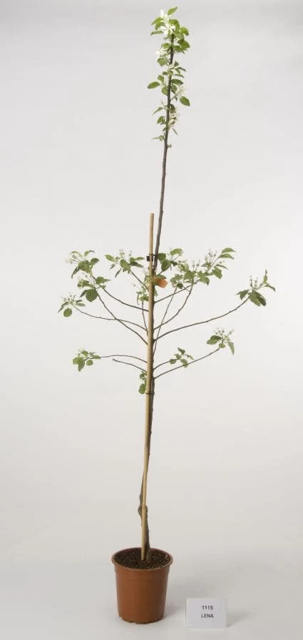 Appelboom (Malus Domestica 'Lena') 1 Appelboom (Malus Domestica 'Lena')
