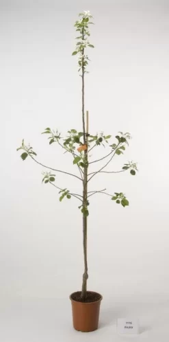 Appelboom (Malus Domestica )