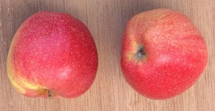 Appelboom (Malus Domestica 'Zoete Ermgaard') 2 Appelboom (Malus Domestica 'Zoete Ermgaard') - Afbeelding 2