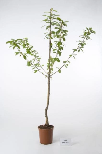 Kersenboom (Prunus Avium 'Merchant') 1 Kersenboom (Prunus Avium 'Merchant')