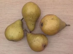 Perenboom (Pyrus Communis 'Gieser Wildeman') -Tuinplanten Winkel 20080417131017 6