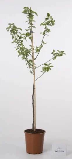 Kweepeer (Cydonia Oblonga) -Tuinplanten Winkel 20080417145544 2 1