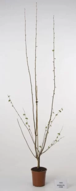 Hazelaar/Hazelnoot (Corylus Avellana 'Webb's Prize Cob') -Tuinplanten Winkel 20080417160452 1