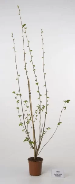 Hazelaar/Hazelnoot (Corylus Avellana 'Webb's Prize Cob') -Tuinplanten Winkel 20080417161730 1