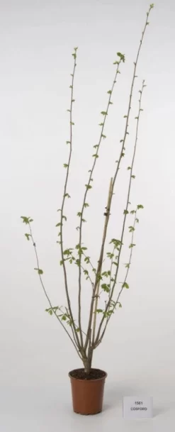 Hazelaar/Hazelnoot (Corylus Avellana 'Webb's Prize Cob') -Tuinplanten Winkel 20080417162735 1