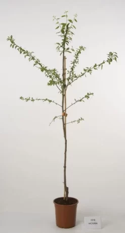 Pruimenboom (Prunus Domestica 'Victoria')