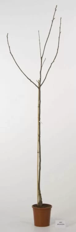 Walnoot (Juglans Regia 'Broadview') -Tuinplanten Winkel 20080516144158 4