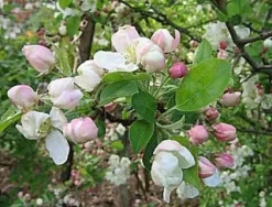 Sierappel (Malus 'Evereste') -Tuinplanten Winkel 20080519145038 10