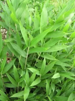 Bamboe (Pleioblastus Pygmaeus)