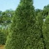 Cypres (Chamaecyparis Lawsoniana 'Golden Triumph')