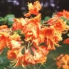 Azalea, Oranje (Rhododendron 'Addy Wery')