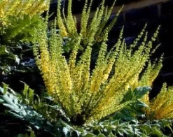 Mahoniestruik (Mahonia Media 'Charity') -Tuinplanten Winkel 20080709102617 3 1