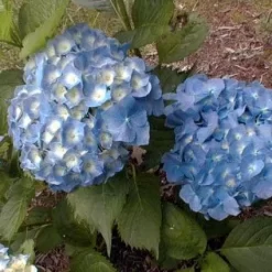 Hortensia (Hydrangea Macrophylla 'Hamburg')