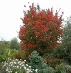 Japanse Sierkers (Prunus Sargentii) -Tuinplanten Winkel 20080730122801 5 1