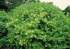 Tuinplanten Winkel -Tuinplanten Winkel 20081105115345 3