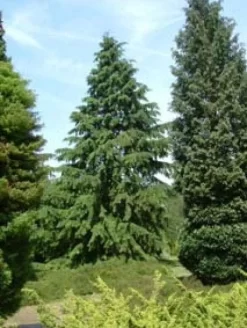 Westelijke Hemlockspar (Tsuga Heterophylla) -Tuinplanten Winkel 20081113145518 5