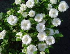 Bosrank (Clematis 'Duchess Of Edinburgh')