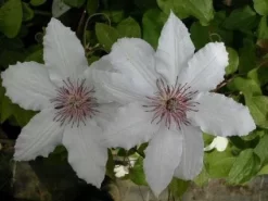 Bosrank (Clematis 'Snow Queen') -Tuinplanten Winkel 20081120141931 1