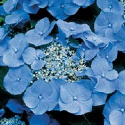 Hortensia (Hydrangea Macrophylla 'Teller Blue') 1 Hortensia (Hydrangea Macrophylla 'Teller Blue')