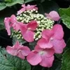 Hortensia (Hydrangea Macrophylla 'Teller Red')