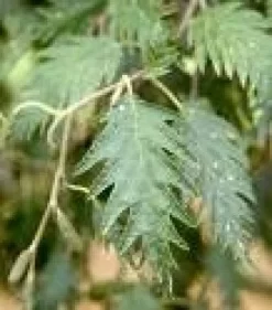 Zwarte Els (Alnus Glutinosa 'Laciniata')