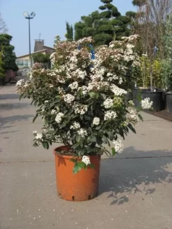 Groenblijvende Sneeuwbal (Viburnum Tinus 'Eve Price') 17 Groenblijvende Sneeuwbal (Viburnum Tinus 'Eve Price') -Tuinplanten Winkel 20091125113028 50 10