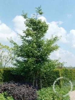 Meidoorn Als Boom (Crataegus Persimilis 'Splendens') -Tuinplanten Winkel 20091221124141 10