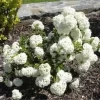 Sneeuwbal (Viburnum 'Eskimo')