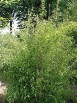 Niet Woekerende Bamboe (Fargesia 'Great Wall') -Tuinplanten Winkel 20100106102329 4 1