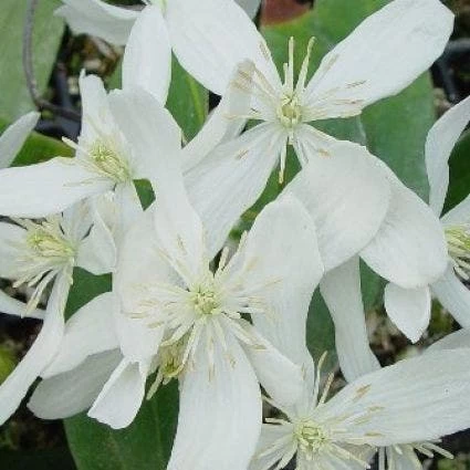 Bosrank, Groenblijvend (Clematis Armandii 'Snowdrift') 1 Bosrank, Groenblijvend (Clematis Armandii 'Snowdrift')