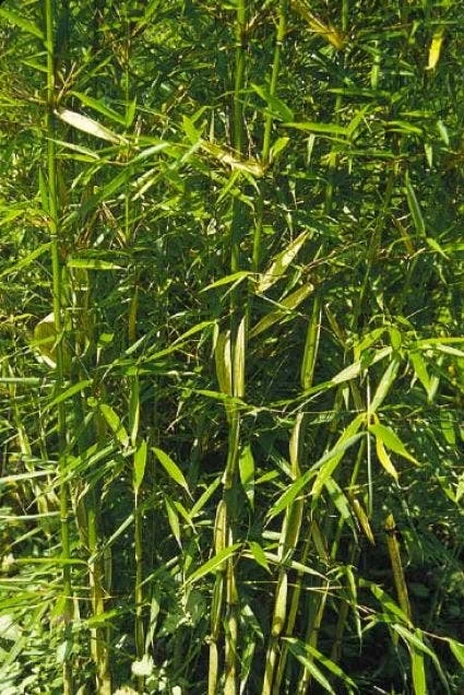 Niet Woekerende Bamboe (Fargesia Robusta) 5 Niet Woekerende Bamboe (Fargesia Robusta) - Afbeelding 5