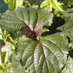 Pindakaasboom (Clerodendrum Bungei) -Tuinplanten Winkel 20100224142854 2