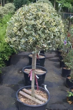 Hulst Op Stam (Ilex 'Argentea Marginata') -Tuinplanten Winkel 20100712171848 1