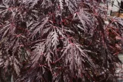 Japanse Esdoorn (Acer Palmatum 'Tamuke Yama')