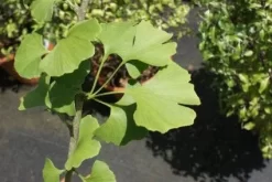 Japanse Notenboom (Ginkgo Biloba)