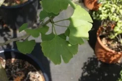 Japanse Notenboom, Meerstammig (Ginkgo Biloba) -Tuinplanten Winkel 20100719115514 4 2
