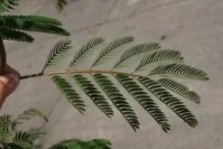 Perzische Slaapboom (Albizia Julibrissin) -Tuinplanten Winkel 20100720145134 15