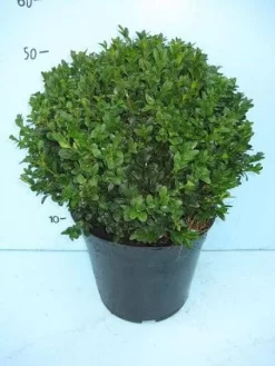 Buxusbol (Buxus Sempervirens, Bolvorm) -Tuinplanten Winkel 20101207115632 20