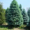 Edelspar (Abies Procera (nobilis) 'Glauca')