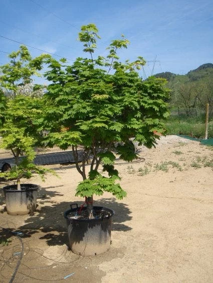 Japanse Esdoorn (Acer Japonicum 'Vitifolium') 2 Japanse Esdoorn (Acer Japonicum 'Vitifolium') - Afbeelding 2