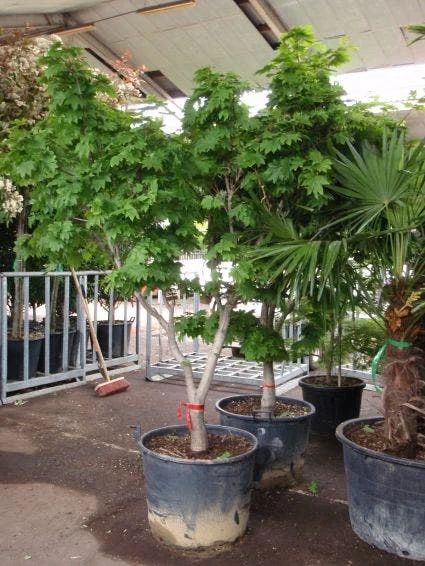 Japanse Esdoorn (Acer Japonicum 'Vitifolium') 3 Japanse Esdoorn (Acer Japonicum 'Vitifolium') - Afbeelding 3