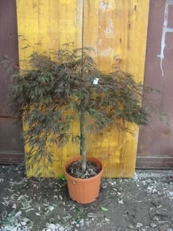 Japanse Esdoorn (Acer Palmatum 'Ornatum') -Tuinplanten Winkel 20101207164407 11