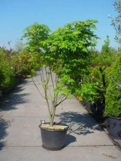 Japanse Esdoorn (Acer Palmatum 'Osakazuki') 15 Japanse Esdoorn (Acer Palmatum 'Osakazuki') -Tuinplanten Winkel 20101207164946 9 1