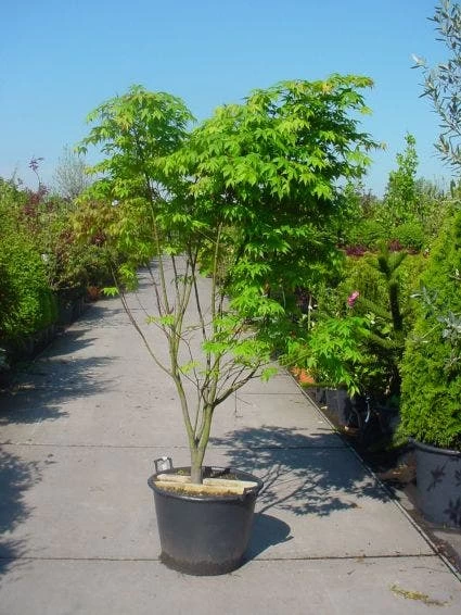 Japanse Esdoorn (Acer Palmatum 'Osakazuki') 7 Japanse Esdoorn (Acer Palmatum 'Osakazuki') - Afbeelding 7