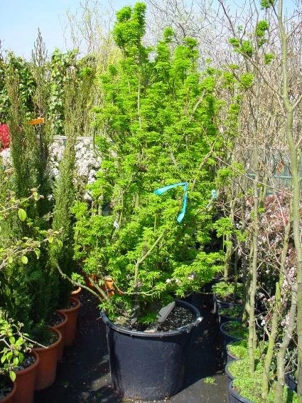 Japanse Esdoorn (Acer Palmatum 'Shishigashira') 1 Japanse Esdoorn (Acer Palmatum 'Shishigashira')