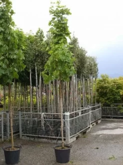 Noorse Esdoorn (Acer Platanoides 'Emerald Queen')